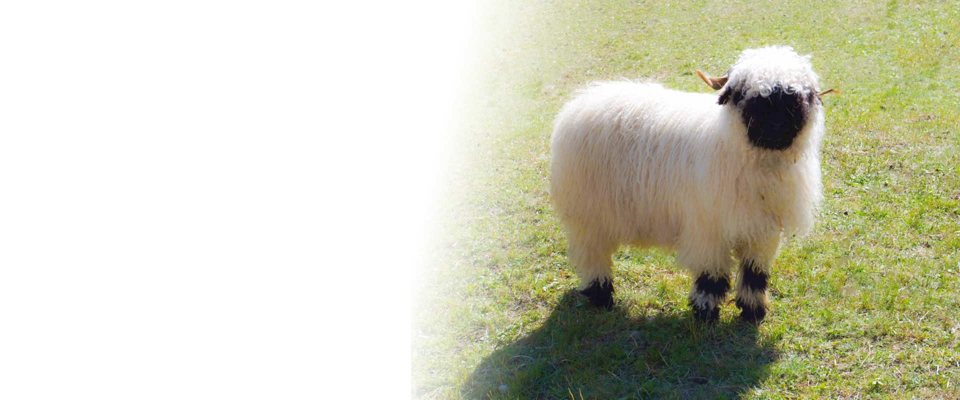 Krügers Zuchtbetrieb