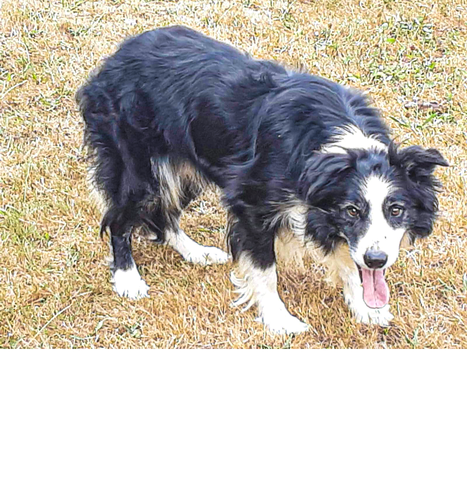 Border Collie - Krügers Zuchtbetrieb