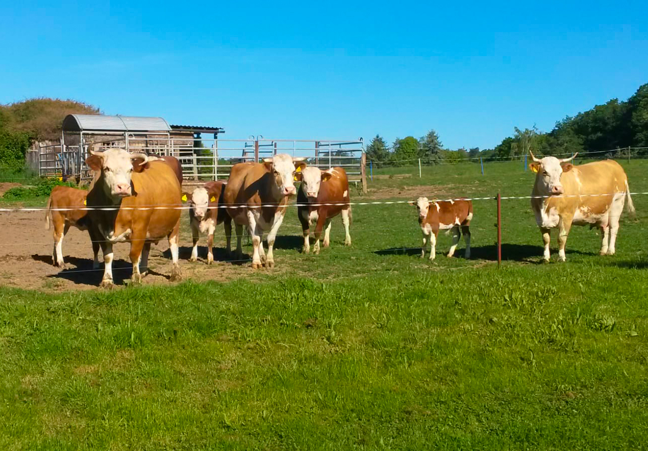 Hinterwälder Rind Krügers Zuchtbetrieb