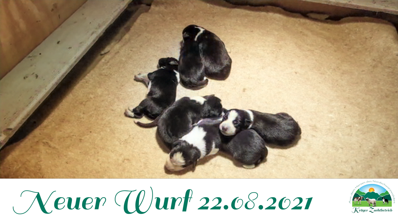 Wurf Border Collies 2021